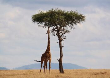 Zambia Safari Holidays