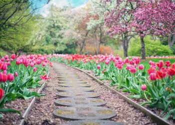 Here are our top reasons for hiring a professional gardener in Barnet