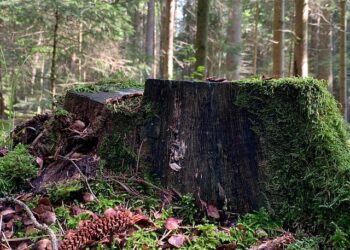 The Benefits of Stump Grinding in High Wycombe
