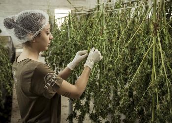 The Therapeutic Benefits Of Medical Marijuana