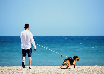 Pet Travel – What Do I Need To Do/Know?
