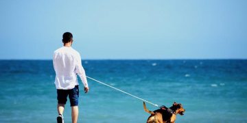Pet Travel – What Do I Need To Do/Know?