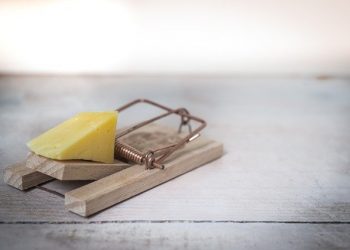 How Much Does Pest Control Cost in the UK?