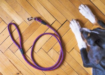 Which Dog Lead Type Is Best?