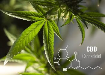 Reasons On Why You Should Use CBD Oil