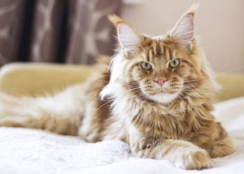 Maine Coon Cats: Fall in Love With the Gentle Giant of Cat Breeds