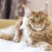 Maine Coon Cats: Fall in Love With the Gentle Giant of Cat Breeds