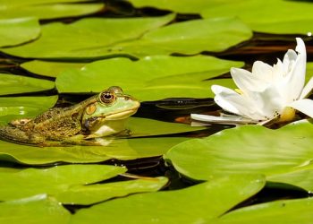 The Importance of Cleaning and Maintaining your Pond