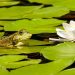 The Importance of Cleaning and Maintaining your Pond