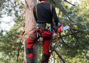 10 Ways Your Trees Can Benefit from Proper Trimming
