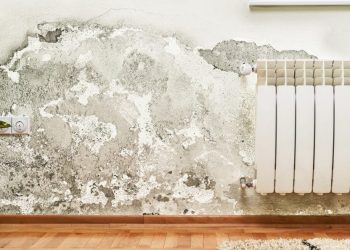 Damp and Mould in Rented Properties