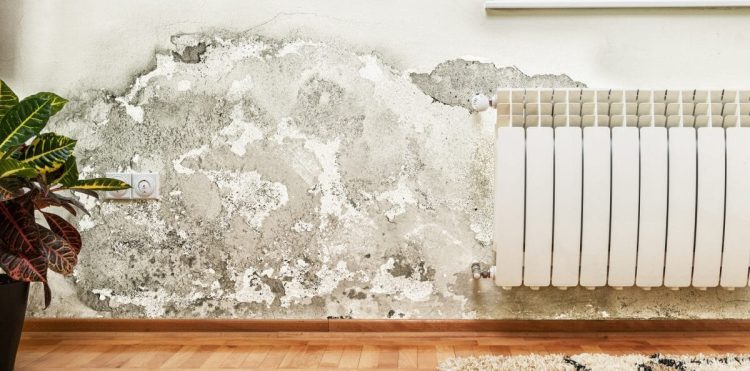 Damp and Mould in Rented Properties