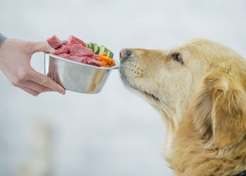 Pros and Cons of a Raw Food Diet for Dogs