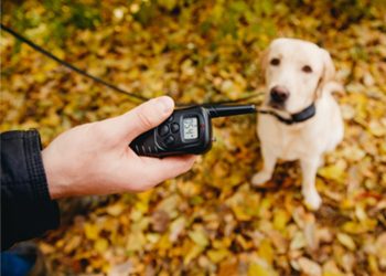 Are Electric Shock Dog Collars Worthwhile?