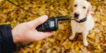 Are Electric Shock Dog Collars Worthwhile?