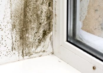 Why Use a Housing Disrepair Solicitor?
