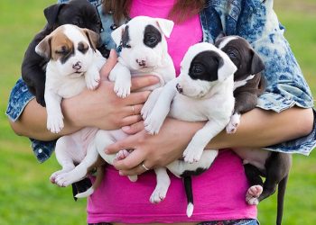 How to Find a Reputable UK Dog Breeder