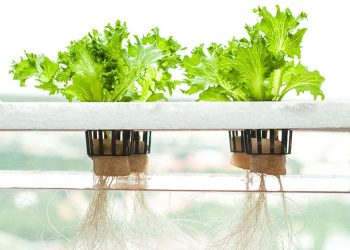 Grow Smarter, Not Harder: Why Opting for a Hydroponics Shop is a Wise Investment for Productive Gardening