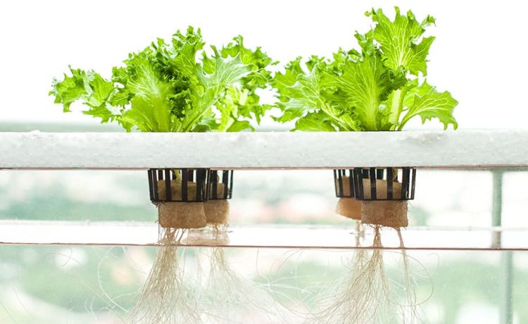 Grow Smarter, Not Harder: Why Opting for a Hydroponics Shop is a Wise Investment for Productive Gardening