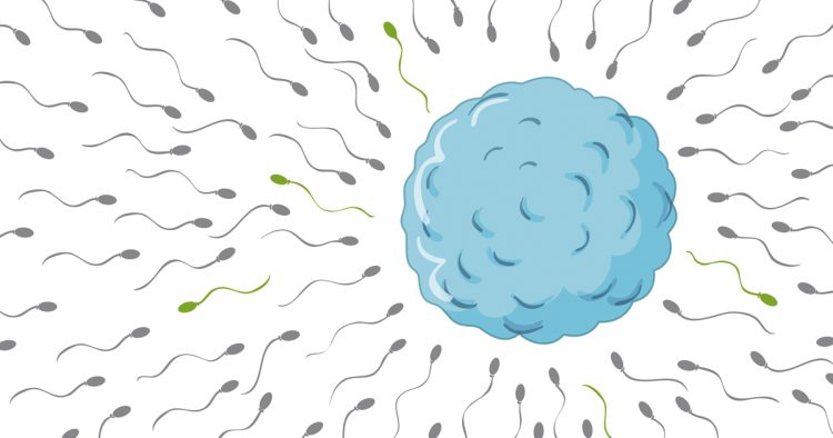 How to Prepare for a Male Fertility Test