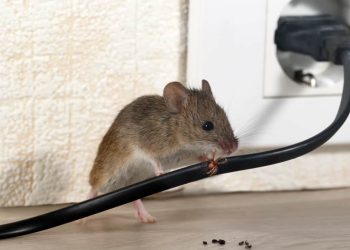 A Guide to Rat Repellents: How to Keep Rats Away from Your Home