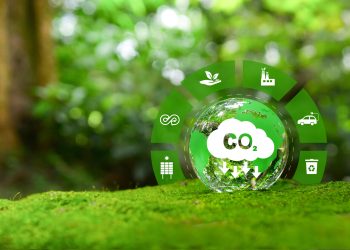 Eco-Strategies for Success: How Greenly Consultants Are Shaping Sustainable Businesses