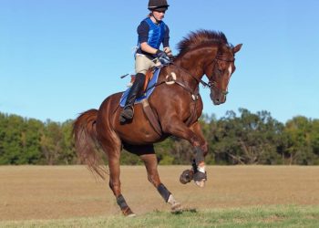 Beyond Hay and Hooves: Exploring the Emotional Symphony of Essential Horse Care