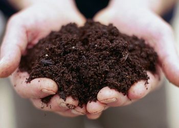The Secret to Avoiding Crop Failures: Crop Rotation and Soil Health