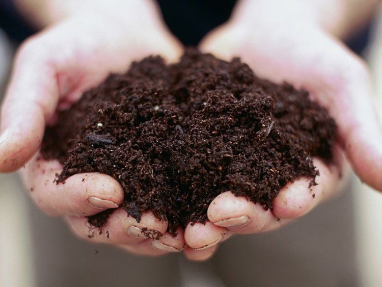 The Secret to Avoiding Crop Failures: Crop Rotation and Soil Health