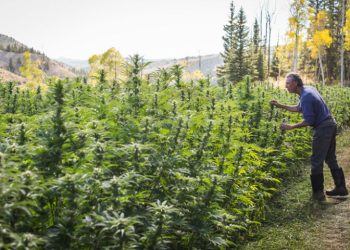 The Origins of White Widow: Tracing the Path of a Legendary Hybrid