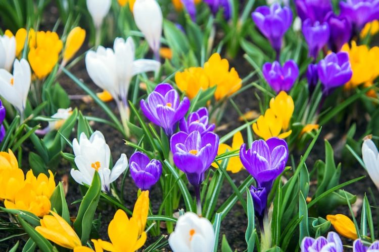 Spring Planting Bulbs: A Comprehensive Guide to a Colourful Garden