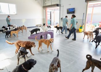 Exploring the Advantages of Dog Day Care in Bournemouth