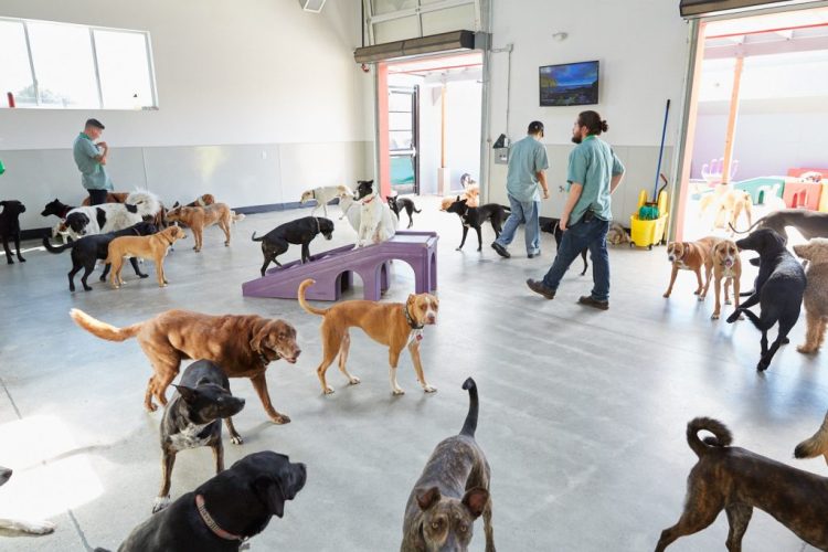 Exploring the Advantages of Dog Day Care in Bournemouth