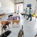 Exploring the Advantages of Dog Day Care in Bournemouth
