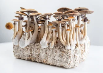 Discover the Reasons to Invest in a Magic Mushroom Kit