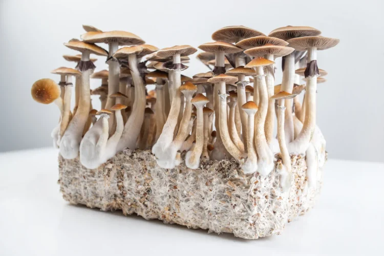 Discover the Reasons to Invest in a Magic Mushroom Kit