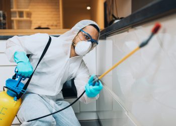 What to Expect from Using Local Pest Control in the UK