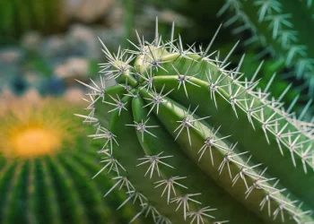 Enhancing Your Garden with the Beauty of San Pedro Cactus in the UK