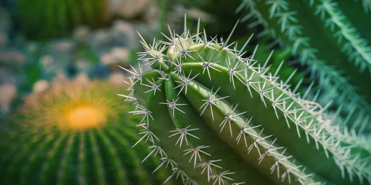Enhancing Your Garden with the Beauty of San Pedro Cactus in the UK