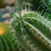 Enhancing Your Garden with the Beauty of San Pedro Cactus in the UK