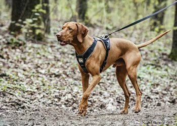 Choosing the Right Fit: A Guide to Selecting the Perfect K9 Dog Harness for Your Canine Companion
