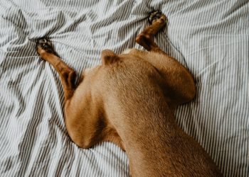 Hip Dysplasia in Dogs: Recognizing the Signs, Seeking Diagnosis, and Finding Relief