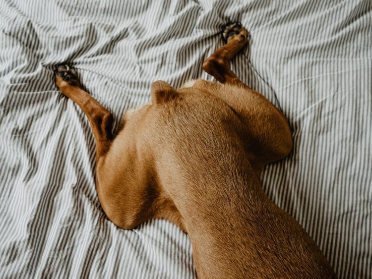 Hip Dysplasia in Dogs: Recognizing the Signs, Seeking Diagnosis, and Finding Relief