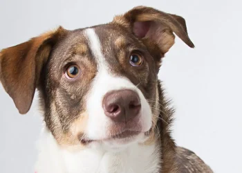 A Gentle Farewell: Understanding Dog Cremations in Glasgow