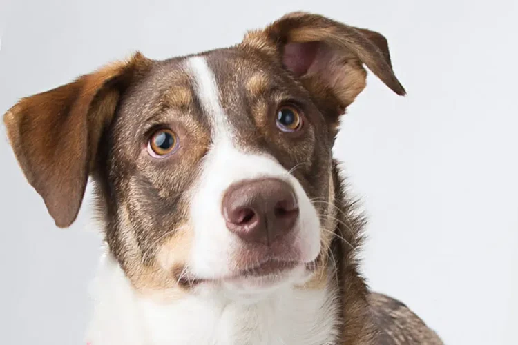 A Gentle Farewell: Understanding Dog Cremations in Glasgow