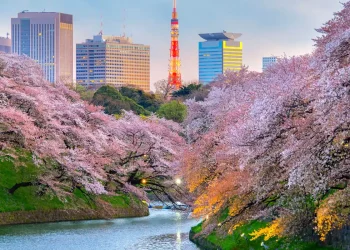 Cultural Immersion and Modern Marvels: Planning a Well-Rounded Japanese Experience