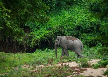 Conservation and Tourism: The Role of Phuket Elephant Parks in Elephant Welfare