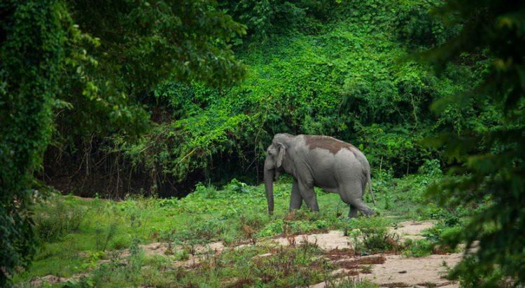 Conservation and Tourism: The Role of Phuket Elephant Parks in Elephant Welfare