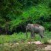 Conservation and Tourism: The Role of Phuket Elephant Parks in Elephant Welfare