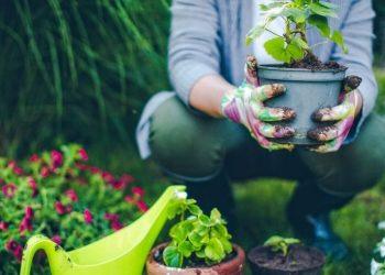 Gardening Services: A Key Contributor to Tunbridge Wells’ Economy